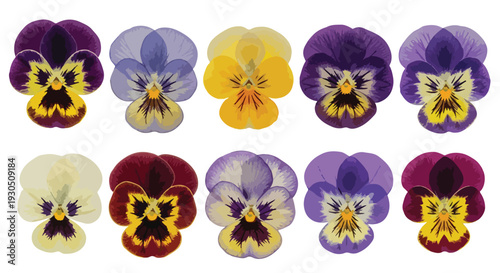 Set of 10 Assorted Pansy Flower Heads Isolated on White