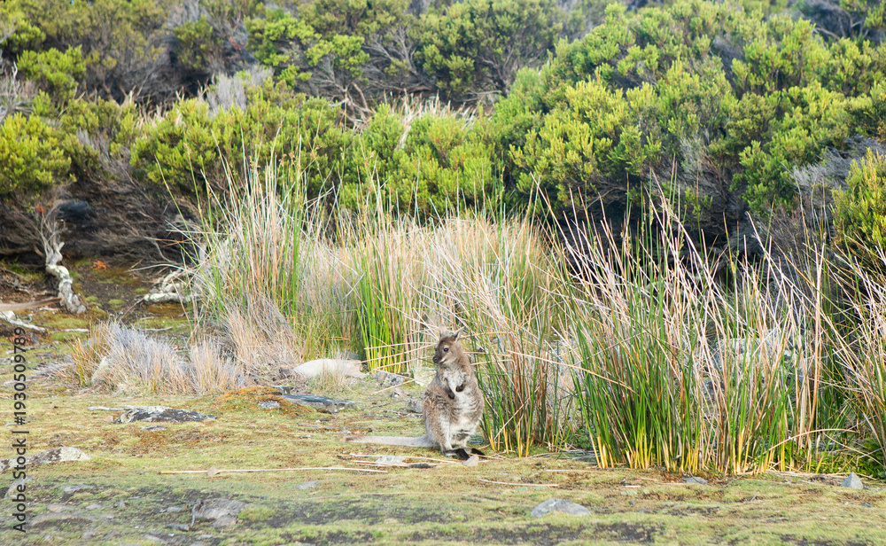Fototapeta premium Tasmanian Wallaby in Coastal Bushland