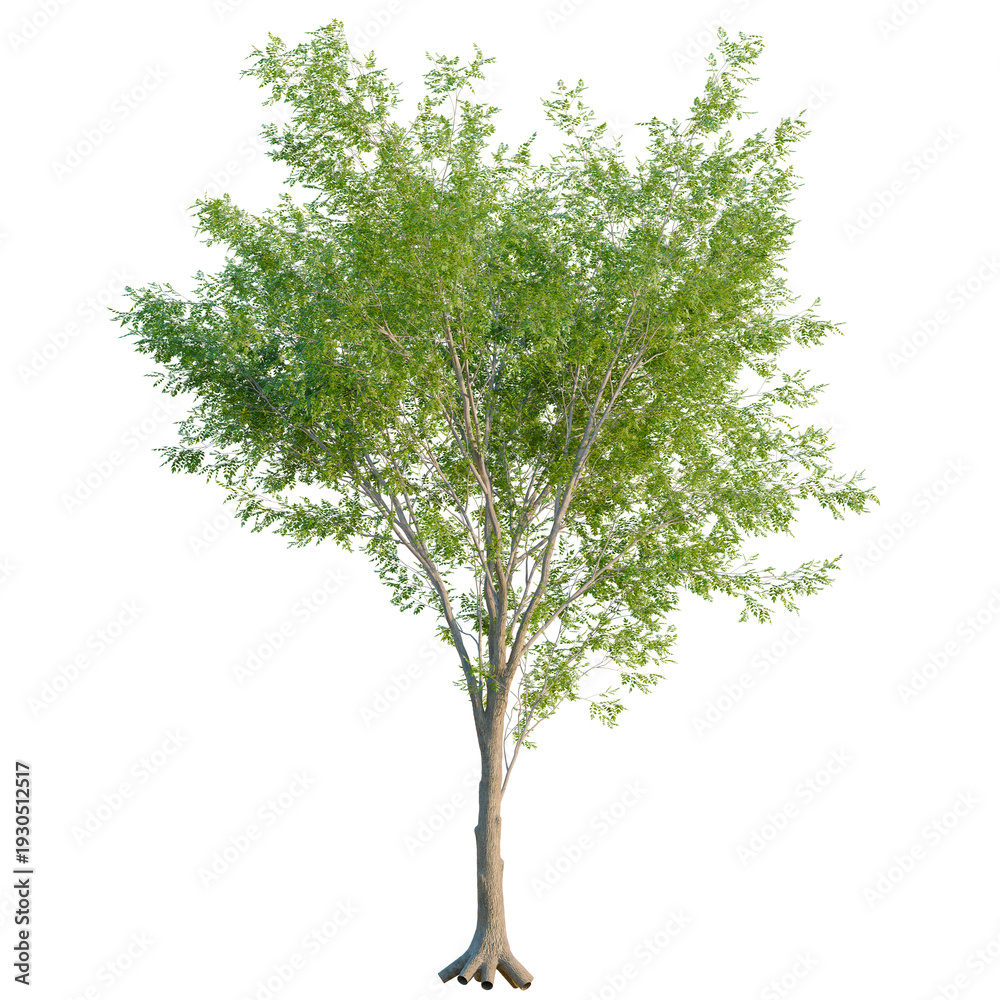 Obraz premium Carya cordiformis tree, elevation, front view, cutout, transparent background, isolate, Detailed close-up of a vibrant green tree with intricate leaf structure and natural texture.