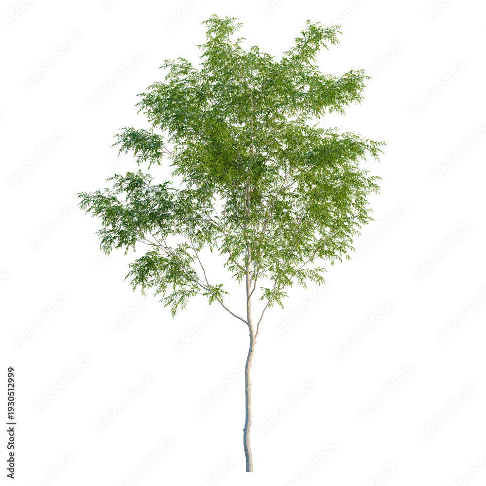 Fototapeta premium Gleditsia triacanthos var inermis Shademaster tree, elevation, front view, cutout, transparent background, isolate, Young tree with green leaves on a clear background. Ideal for design.