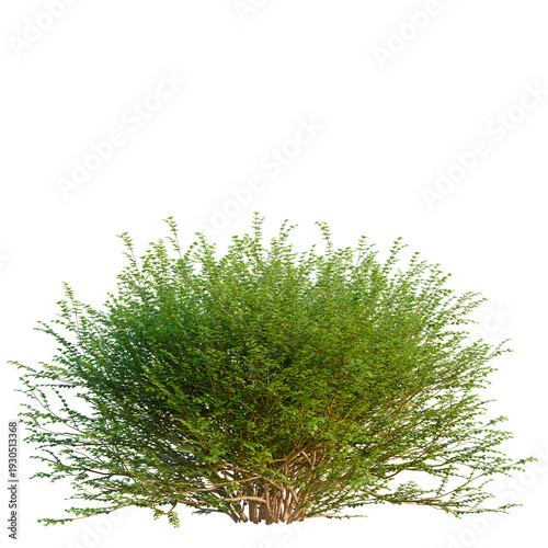 Foto Lonicera nitida tree, elevation, front view, cutout, transparent background, isolate, Detailed close-up of lush green shrubbery, perfect for nature-themed designs and backgrounds