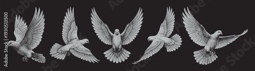 Vector collection pack six white hand-drawn flying doves illustrated on a black background.