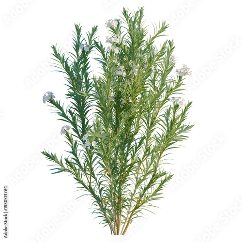 Tableau sur toile Nerium oleander tree, elevation, front view, cutout, transparent background, iso