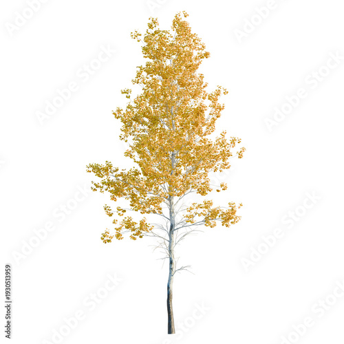 Populus tremuloides tree, elevation, front view, cutout, transparent background, isolate, Detailed birch tree branch with leaves, realistic rendering for design and decoration.