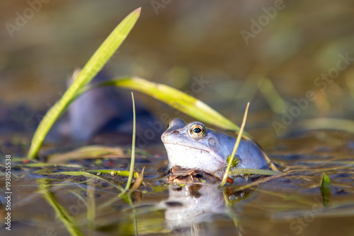 Blauer Moorfrosch (Rana arvalis) im Teich – Nahaufnahme mit Spiegelung und unscharfem Hintergrund
