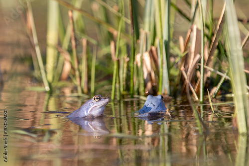  Zwei Moorfrösche (Rana arvalis) im flachen Teich am Schilfrand – Frühling
