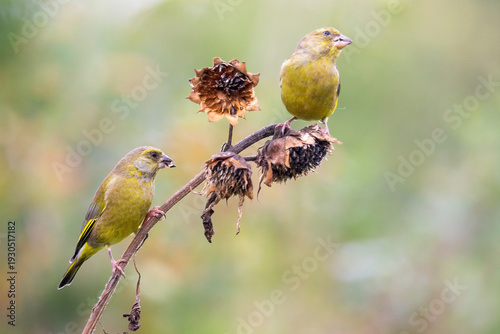 фотографія Two European greenfinch (Chloris chloris) birds eating seeds on a sunflower