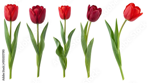 set of red tulips isolated on a white background