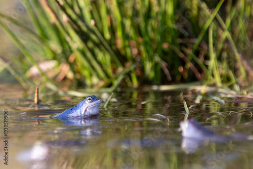 Moorfrosch (Rana arvalis) am Schilfrand – blaues Männchen im Laichgewässer, weitere Frösche unscharf im Bokeh
