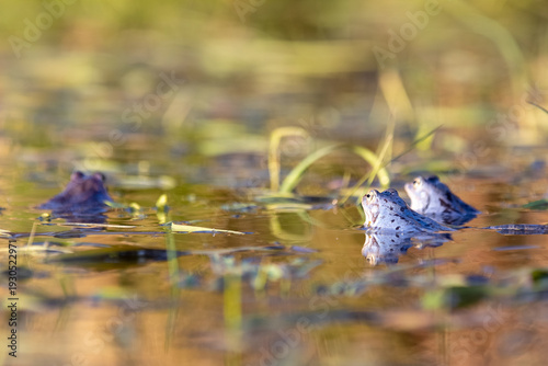 Moorfrosch (Rana arvalis) Porträt im Grün – Kopf über Wasser mit natürlichem Pflanzenrahmen
