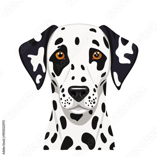 Close up portrait of a dalmatian dog with distinctive spotted coat