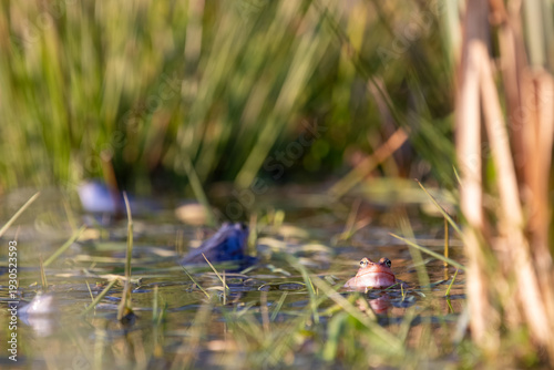 Moorfrosch (Rana arvalis) im Schilf – weiter Bildaufbau mit ruhiger Wasserfläche und Reflexen