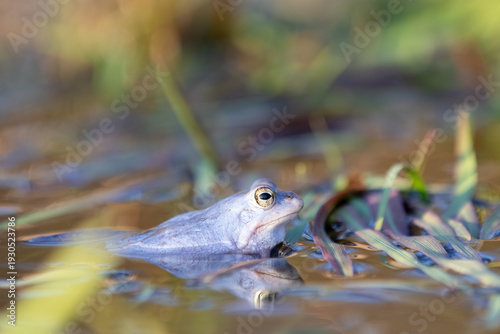 Moorfrosch (Rana arvalis) im Flachwasser – seitliches Porträt mit Wasserpflanzen am Rand