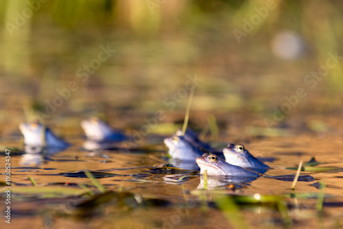 Moorfrosch-Gruppe (Rana arvalis) im Laichgewässer – mehrere Köpfe an der Oberfläche im warmen Licht

