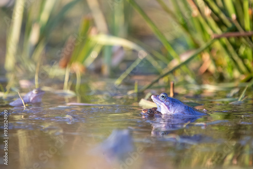 Moorfrosch (Rana arvalis) im Flachwasser – Profil mit Spiegelung und ruhiger Wasseroberfläche
