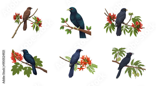 Happy Sinhala and Tamil New Year Koha Bird and Erabadu Flower Vector Illustrations Collection