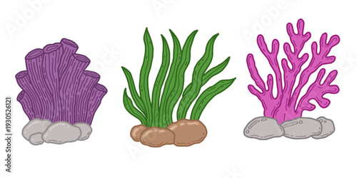 Hand drawn marine life set, colorful coral and seaweed vector doodle. Aquatic plants illustration