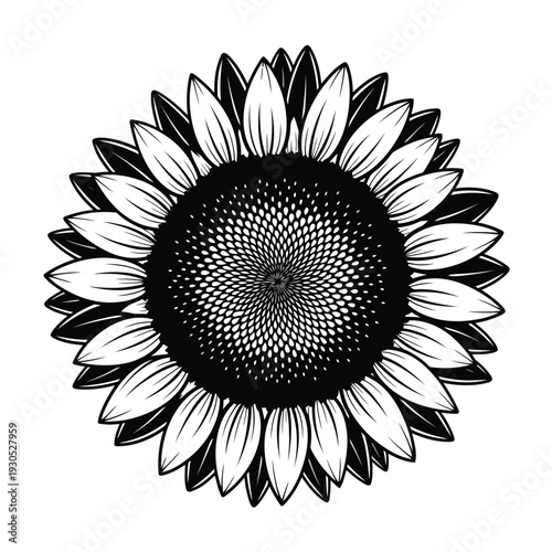 A detailed black and white illustration of a sunflower viewed from the front showcasing intricate details and patterns