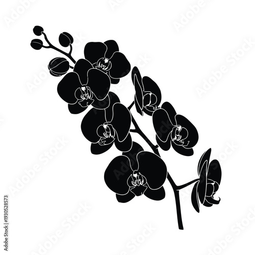 Black orchid flowers blooming on stem with buds illustration graphic design