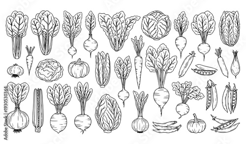 Vegetable outline botanical line art collection vector illustration set