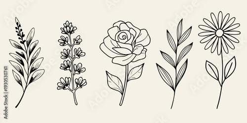 A collection of delicate hand drawn floral and botanical line art