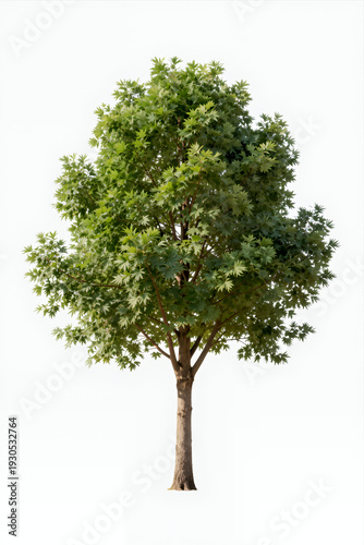 Full-Grown Deciduous Tree with Lush Green Foliage and Textured Bark Isolated on White Background for Nature or Environmental Design Projects
