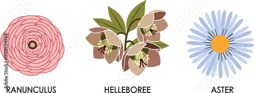 Collection of three distinct floral illustrations: ranunculus, hellebore, and aster