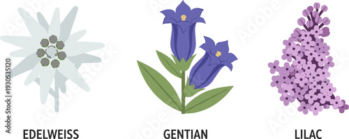 Edelweiss, Gentian, and Lilac flowers illustration on a white background