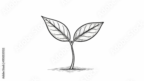 Simple Line Drawing of Young Seedling Plant.