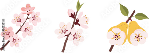 Delicate spring blossoms and ripe pears on branches, a beautiful nature illustration