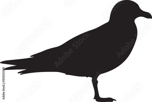  Long-tailed Skua on white background.