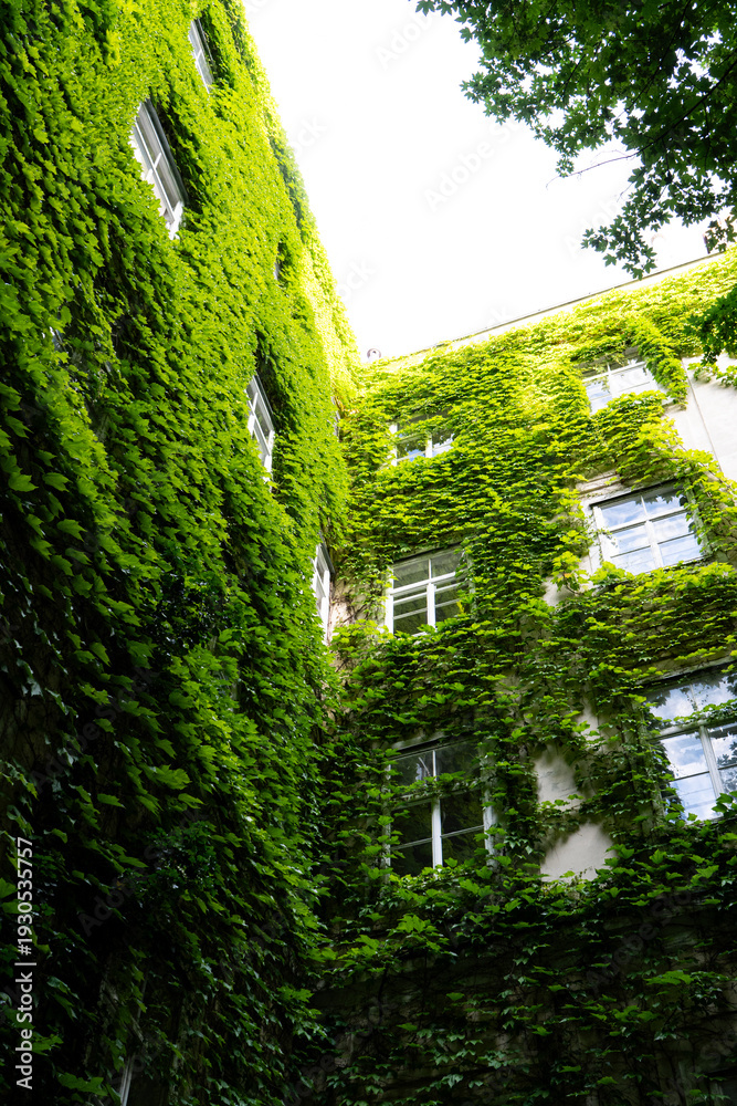 Obraz premium Facade of a residential building completely covered with lush green ivy creeper plants. Eco-friendly architecture and vertical gardening concept.