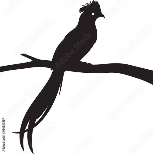Resplendent Quetzal in silhouette on white background.