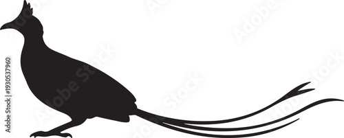 Ribbon-tailed on white background.