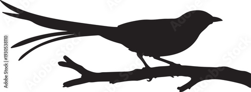 Scissor-tailed Flycatcher in silhouette on white background.