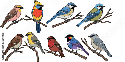 Colorful songbird collection vector illustration featuring various perched birds on branches, detailed flat wildlife design set isolated on clean background