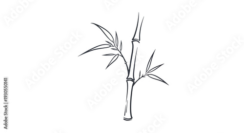 Elegant bamboo illustration with leaves for design and decoration