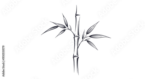 Elegant bamboo plant with leaves on white background