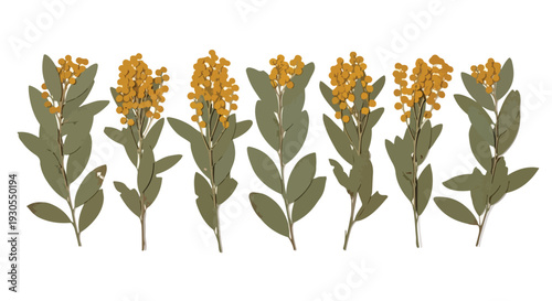Set of Six Yellow Golden Wattle Flowers with Green Leaves on White Background