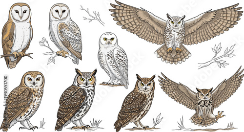 Detailed Vintage Owl Illustrations Set with Various Poses Perched on Branches Wings Spread Flying and Calling, Realistic Owls Collection for Nature Wildlife Nocturnal Birds and Forest Designs