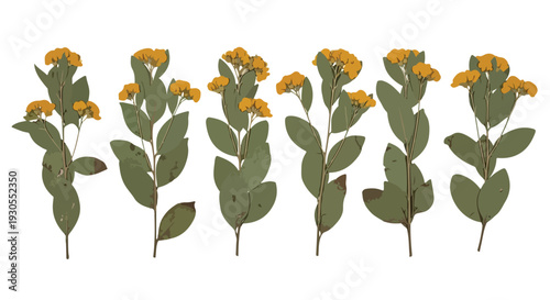 Set of 5 Pressed Yellow Flower and Green Leaf Herbarium Specimens