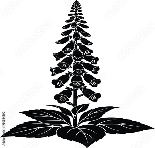 Black and white of a foxglove flower with leaves