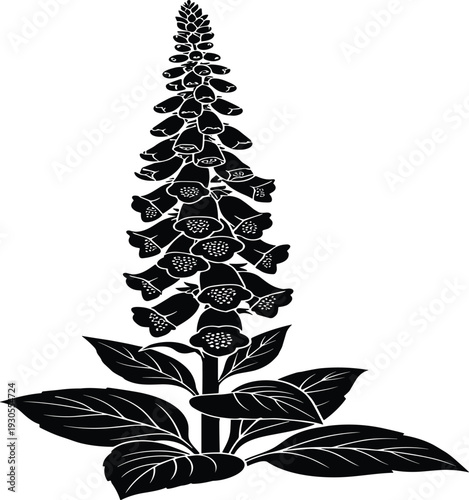 Black and White Foxglove Flower with Leaves