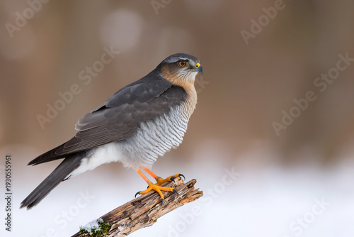 Close-up of a Eurasian Sparrowhawk perched on a tree branch, showcasing its sharp hooked beak, piercing yellow eyes, and finely barred plumage. 