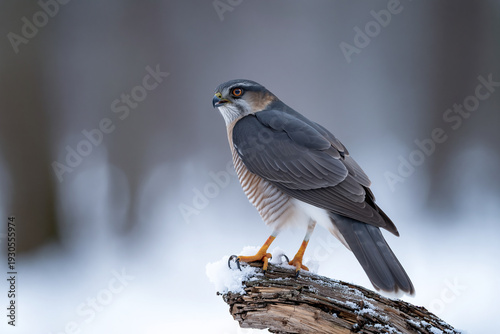 Close-up of a Eurasian Sparrowhawk perched on a tree branch, showcasing its sharp hooked beak, piercing yellow eyes, and finely barred plumage. 