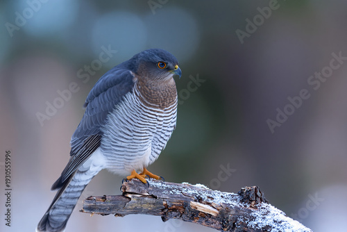 Close-up of a Eurasian Sparrowhawk perched on a tree branch, showcasing its sharp hooked beak, piercing yellow eyes, and finely barred plumage. 