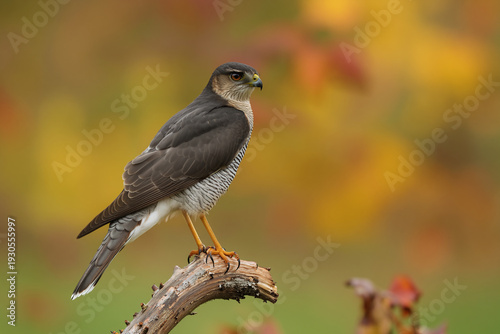 Close-up of a Eurasian Sparrowhawk perched on a tree branch, showcasing its sharp hooked beak, piercing yellow eyes, and finely barred plumage. 