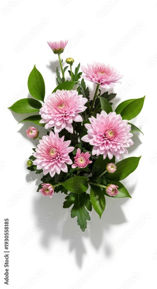 Obraz premium Pink Chrysanthemum Flowers Arrangement White Background