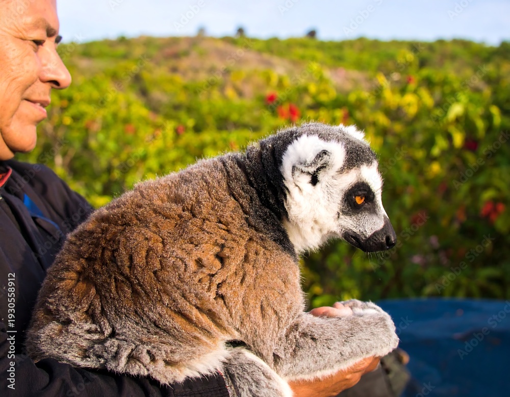 Fototapeta premium Man holds lemur in arms outdoors