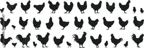 Chicken silhouettes collection, rooster hen and chick farm animals set, poultry livestock icons, black monochrome vector illustration isolated background